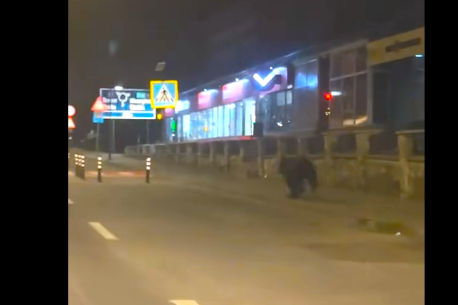 urs observat in noaptea trecuta in municipiul toplita a fost trimis un mesaj ro alert
