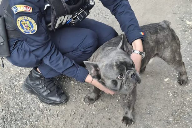 Caine salvat de politisti la Miercurea Ciuc dupa ce a ajuns aproape de un drum aglomerat